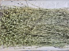 Dağ Çayı 100 gr